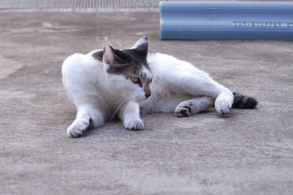 しろまる　狙っている