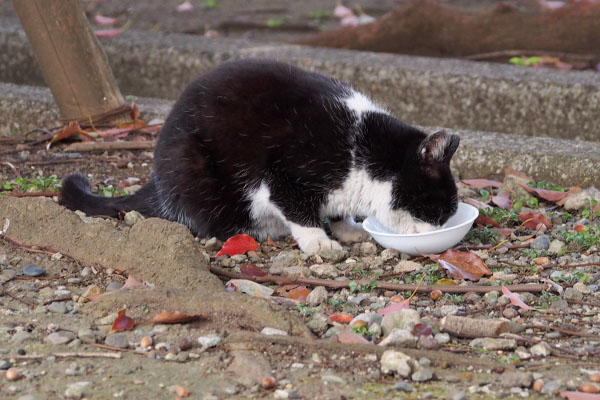 ポチ　食べる