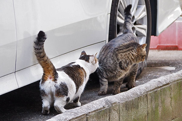 セイとシマヲ　ワンクッション