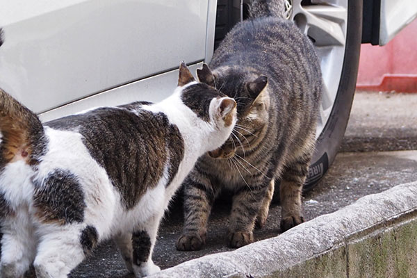 セイとシマヲ　頭まで