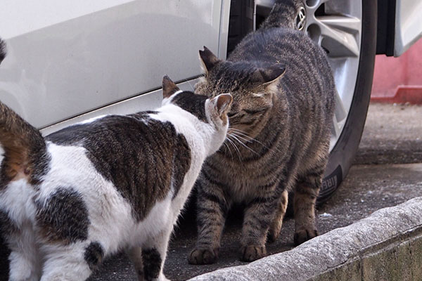 セイとシマヲ　まだ