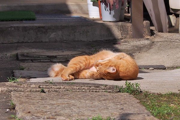 ソラちゃん　お日様の下で