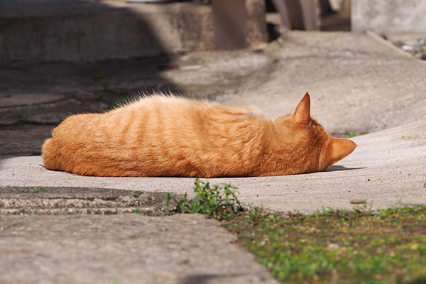 ソラちゃん　背中