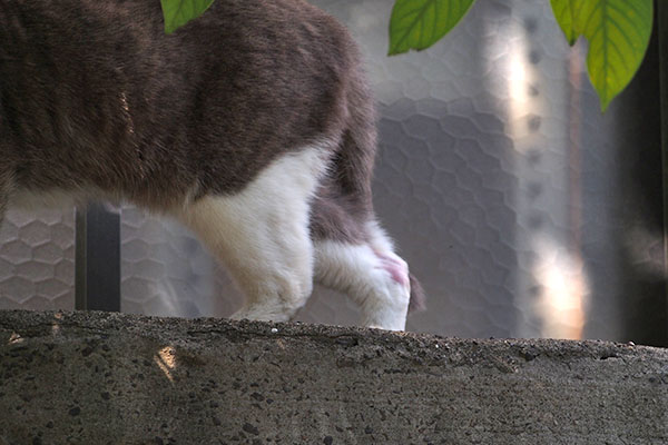 レックス　治りかけの傷