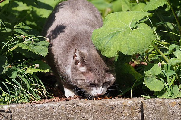 レックス　ドライを食べる