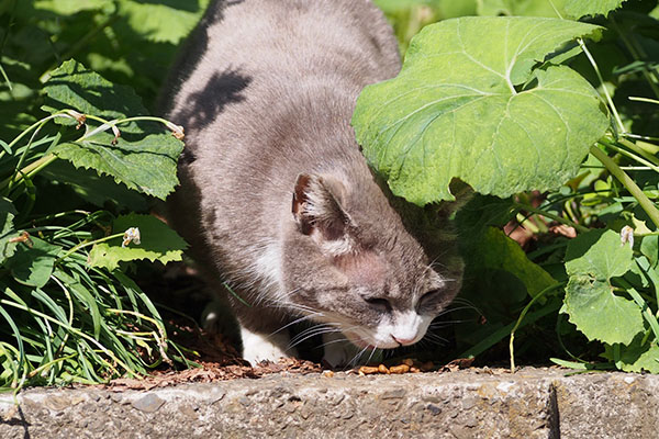 レックス　ドライを食べる２