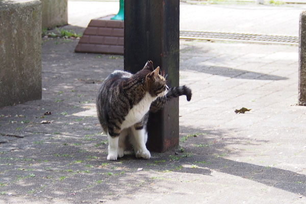 リンクス　やって来た