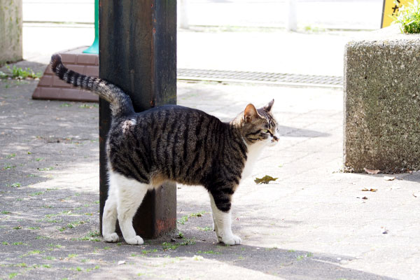 リンクス　胴回り