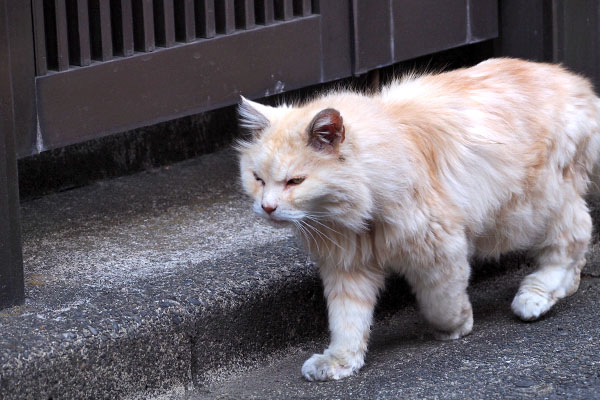 ナリコマ君　帰宅 