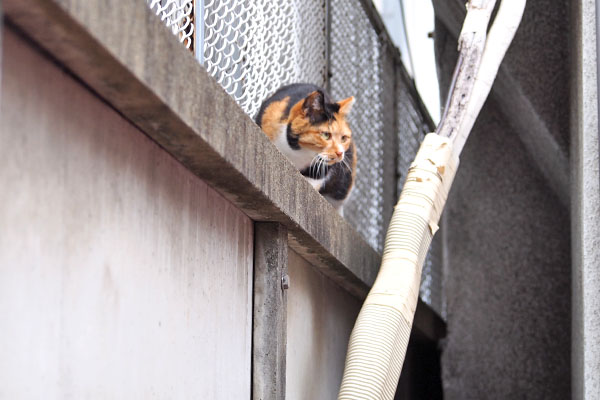 ミク　塀の上