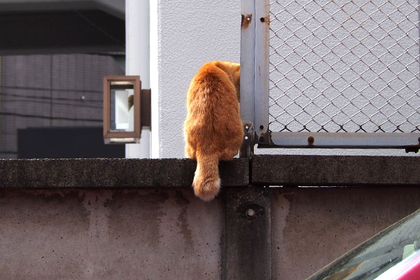 ソラちゃん　確認