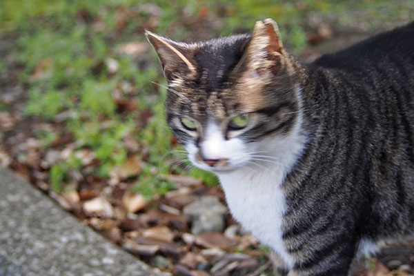 リンクス　にゃんですと