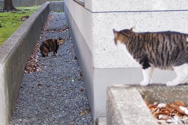 ミクとリンクス　睨み合い