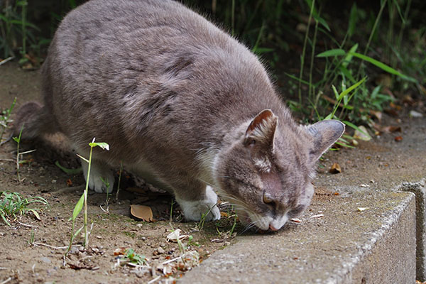 レックス　食べる