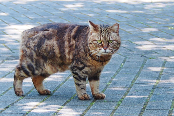 クラタン　後日　お顔