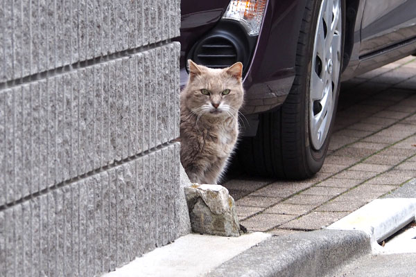 壁に並ぶ　グリ