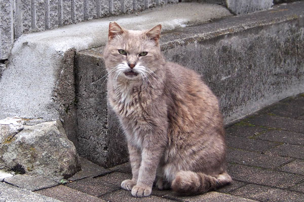 おねだり　グリ