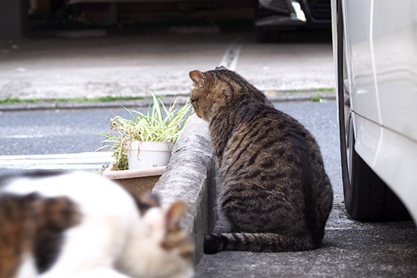 シマヲ　背中とセイ