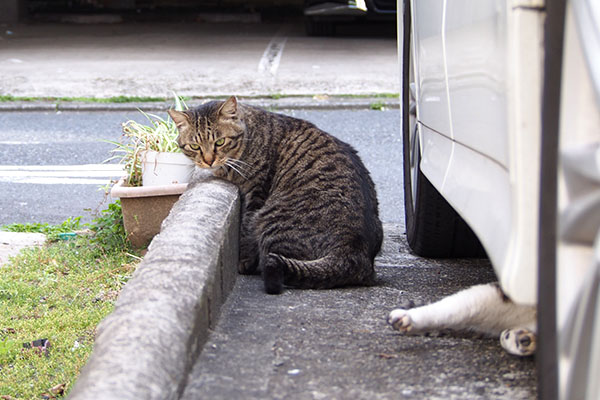 シマヲ　ちょっと休憩