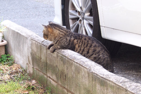 シマヲ　両手を乗せて