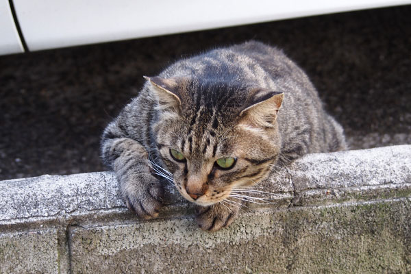 シマヲ　前のめり