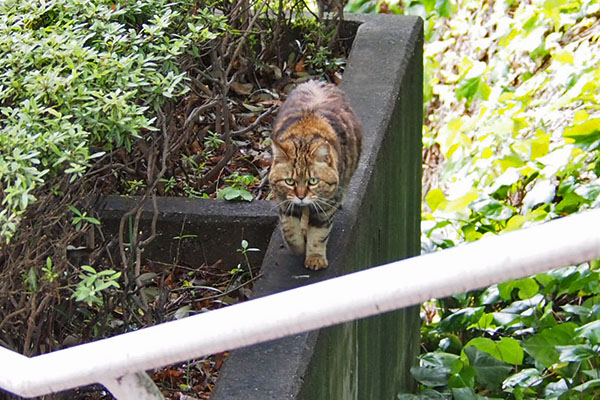 クラタン　ずんずん