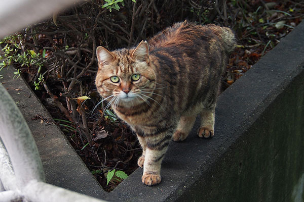 クラタン　まっすぐ見る