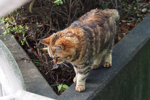 クラタン　クロムを見る