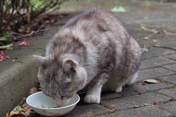 先に食べ始めたクロム