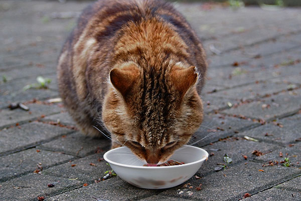 クラタンも食べる