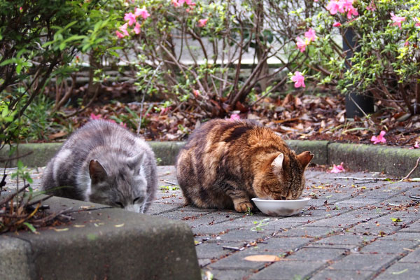 並んで食べています