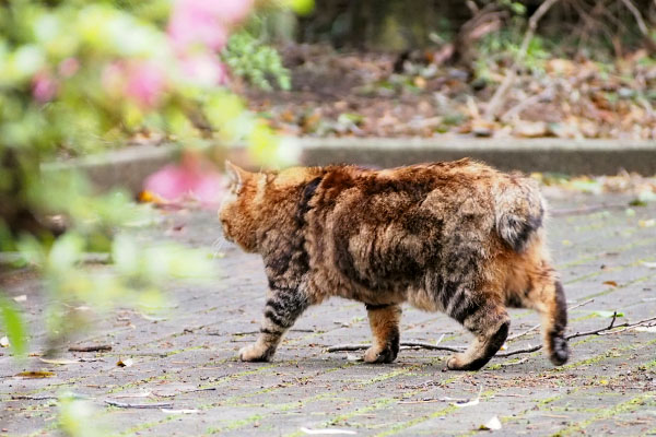 クラタン　とっとこ去る