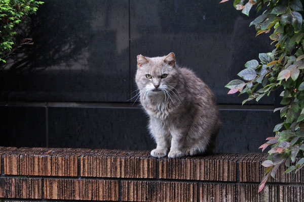 雨の日のグリ