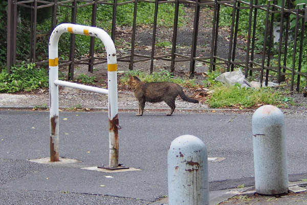 アビ　立ちつくす