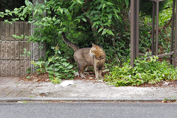 アビ　きょろきょろ