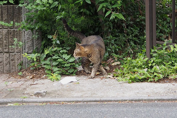 アビ　遠くまで見てる