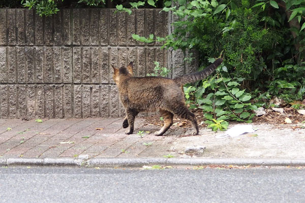 アビ　諦めた