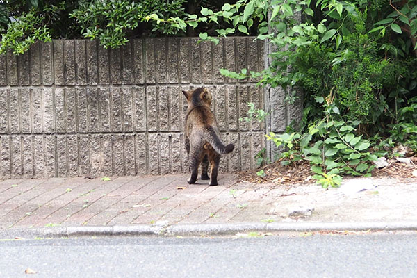 アビ　塀にジャンプする