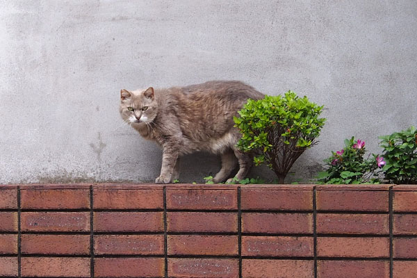 グリ　塀の上で停止