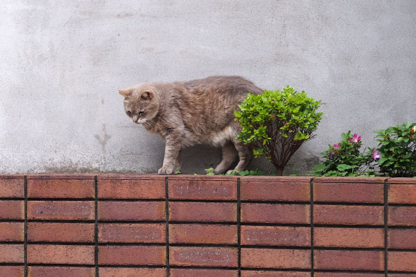 グリ　下りなければ