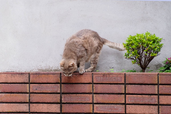 グリ　少し時間を要す