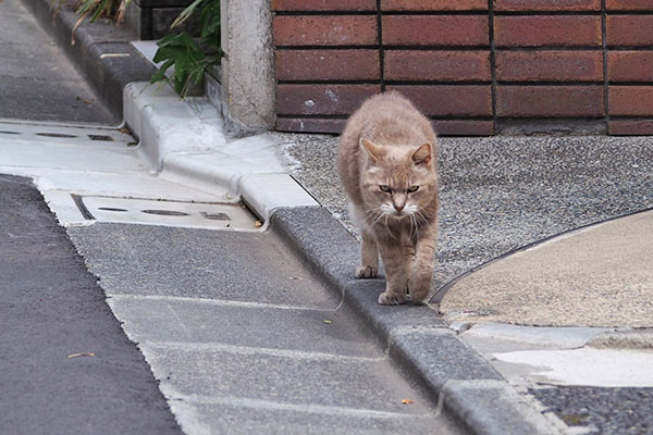 グリ　とてとて