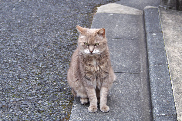 グリ　お座り