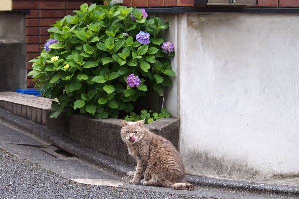 紫陽花とグリ　全景