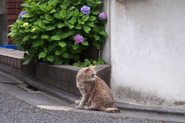 紫陽花とグリ　遠く見て