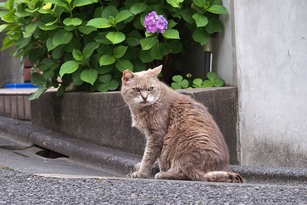 紫陽花とグリ　キリっと