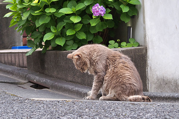 紫陽花とグリ　下ムキ