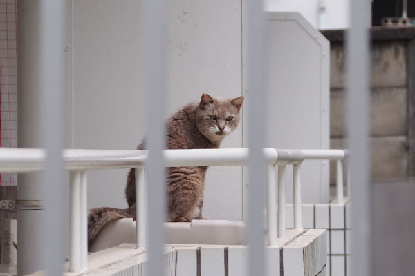 ベランダ　グリ　お座り