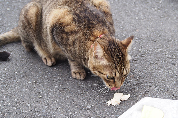 らい太　ささみを食す