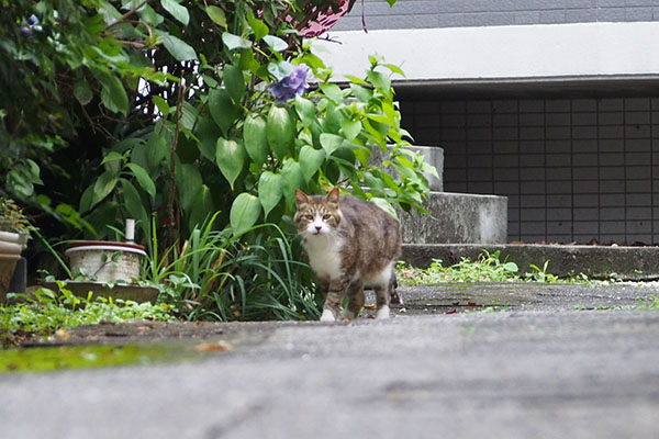 サーヤ　目が合う